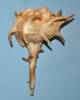 Bolinus cornutus - ostranka rohatá