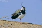 Vanellus vanellus - Northern Lapwing