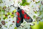 Zygaena viciae