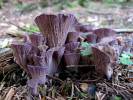 Gomphus clavatus - stročkovec kyjovitý