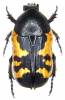 Gametoides sanguinolenta sanguinolenta