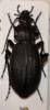Carabus kurilensis