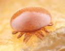 Varroa destructor - kleštík včelí