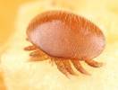 Varroa destructor - kleštík včelí