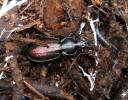 Carabus abbreviatus