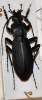 Carabus porrecticollis