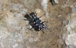 Calomera aulica tschitscherini