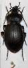 Carabus pseudomonticola
