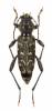 Xylotrechus rusticus - tesařík pestrý
