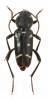 Turanoclytus sieversi