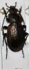 Carabus manifestus