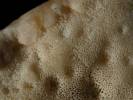 Postia undosa