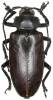 Rhaphipodus fruehstorferi
