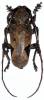 Phryneta leprosa