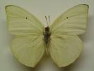 Catopsilia thauruma