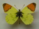 Anthocharis euphenoides - bělásek žlutokřídlý