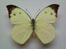 Appias lalassis