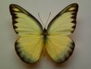 Appias lyncida vasava