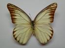 Appias hombroni
