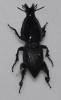 Hypocephalus armatus - tesařík krtčí