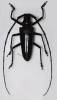 Batocera enganensis