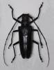 Batocera enganensis