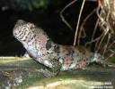 Shinisaurus crocodilurus - krokodýlovec čínský