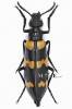Mylabris interrupta