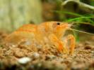 Cambarellus patzcuarensis - Mexican Dwarf Crayfish