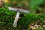 Pluteus thomsonii