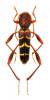 Neoclytus acuminatus acuminatus