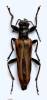 Anogcodes ustulatus