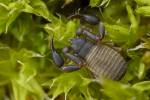 Dactylochelifer latreillii - štírek Latreilleův