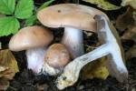 Calonarius arcuatorum