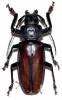 Rhaphipodus suturalis var. blumei