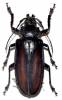 Rhaphipodus suturalis var. blumei