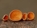 Rutstroemia bolaris