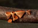 Rutstroemia bolaris