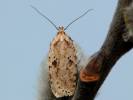 Agonopterix arenella - Brindled Flat-body