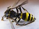 Gorytes laticinctus