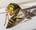 Gorytes laticinctus