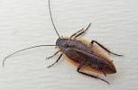 Ectobius sylvestris - Forest Cockroach