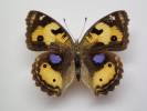 Junonia hierta hierta