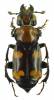 Nicrophorus americanus