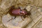 Poecilus lepidus