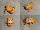 Podontia quatuordecimpunctata