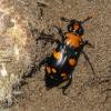 Nicrophorus americanus