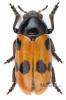 Clytra valeriana iranica