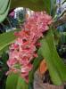 Rhynchostylis gigantea