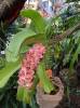 Rhynchostylis gigantea